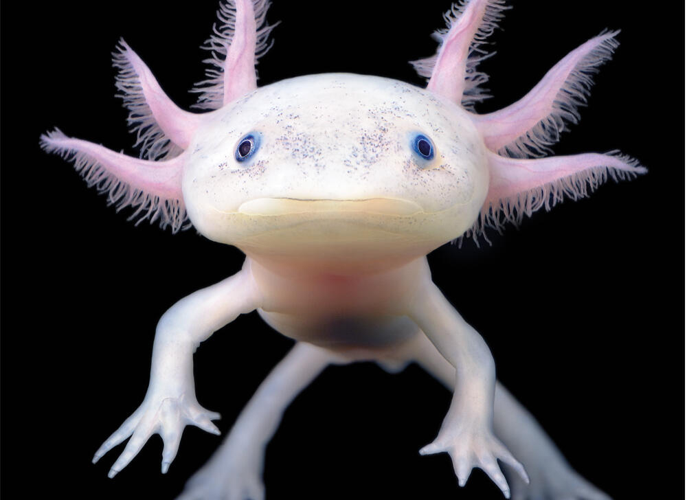 An axolotl swimming underwater.