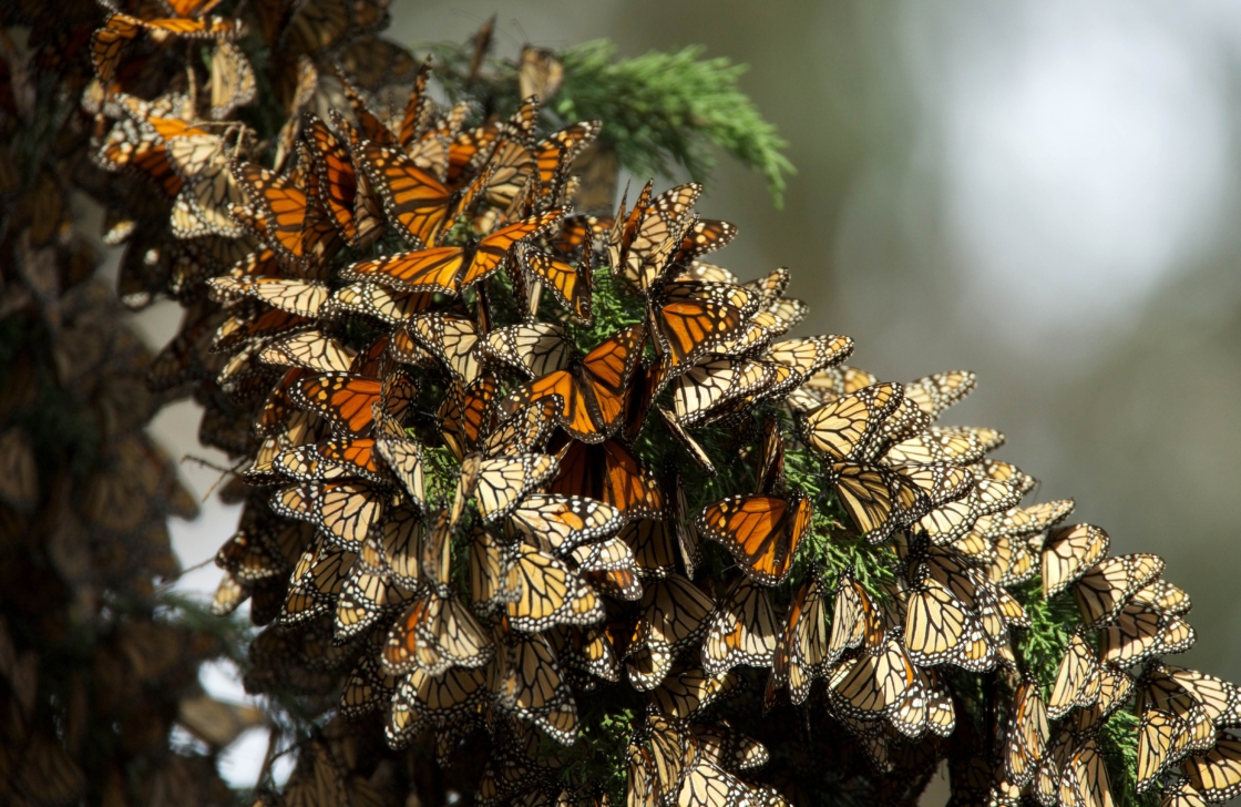 A large group of monarch butterflies on a tree branch.